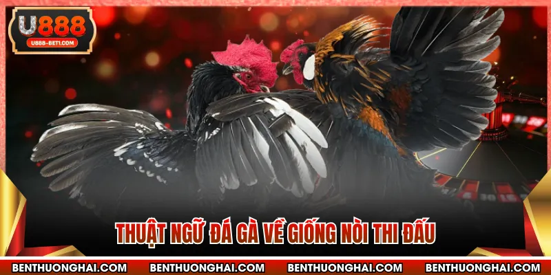 Một số thuật ngữ lóng được dùng trong chọi kê